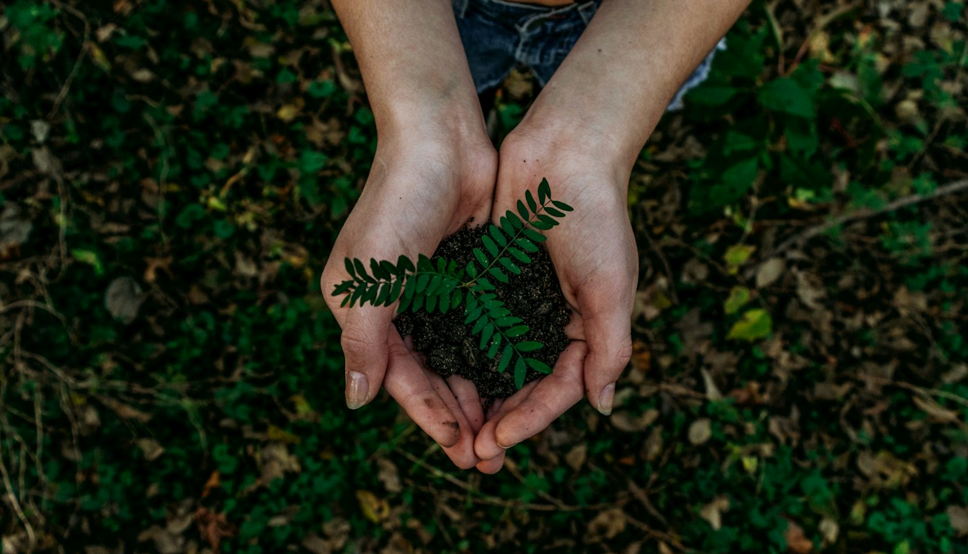 Hands holding a young green plant in soil